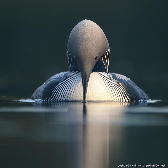 Meet your Posher, Margaret - Picture 1 of 1